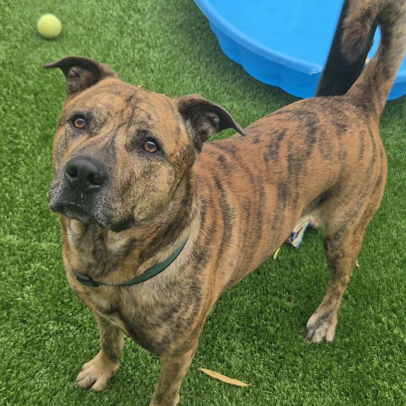 An adult large-sized male Brindle Black Mouth Cur dog named Jasper for adoption in Oklahoma City, OK