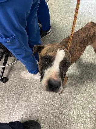 An adult large-sized male Pit Bull Terrier dog named Murphy for adoption in Madison, NJ