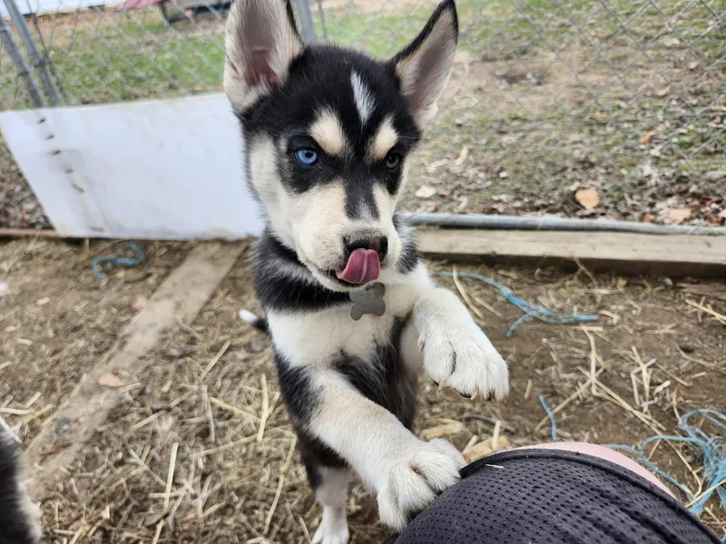 Mischief Knight thumbnail 2