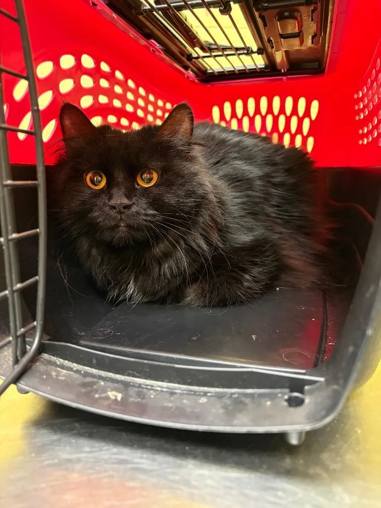 A young large-sized female Domestic Long Hair cat named Lady Blade for adoption in Crossville, TN