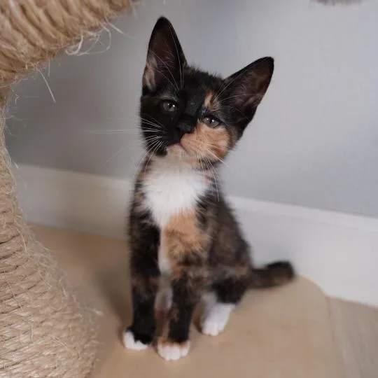 A baby small-sized female Calico Domestic Short Hair cat named Sapphire for adoption in Port Richey, FL