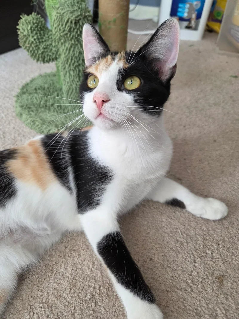 A young medium-sized female Calico Domestic Short Hair cat named Lasagna for adoption in Burlington, NC