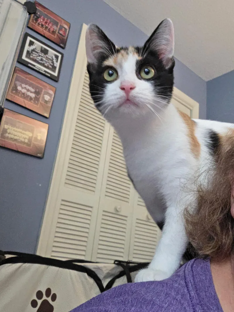 Lasagna thumbnail 3