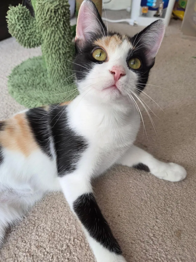 Lasagna thumbnail 5