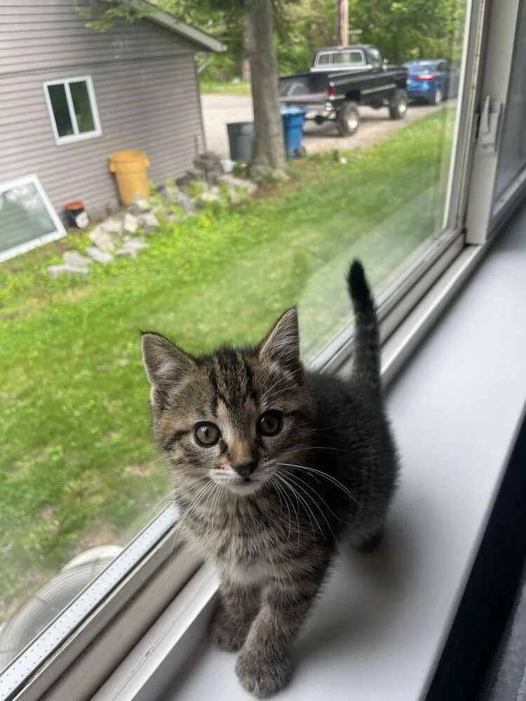 A baby small-sized female Domestic Short Hair cat named Harper for adoption in Ferndale, MI