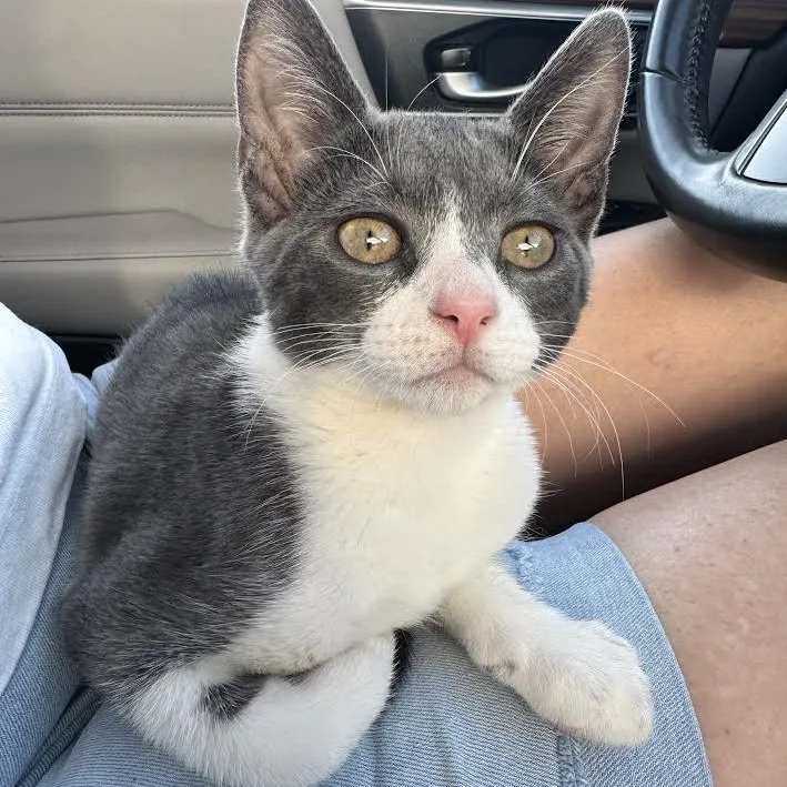 A baby small-sized female Gray & White Domestic Short Hair cat named Juju for adoption in Miami, FL
