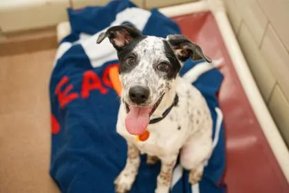 A baby large-sized male Cattle Dog dog named Kemper for adoption in Golden Valley, MN