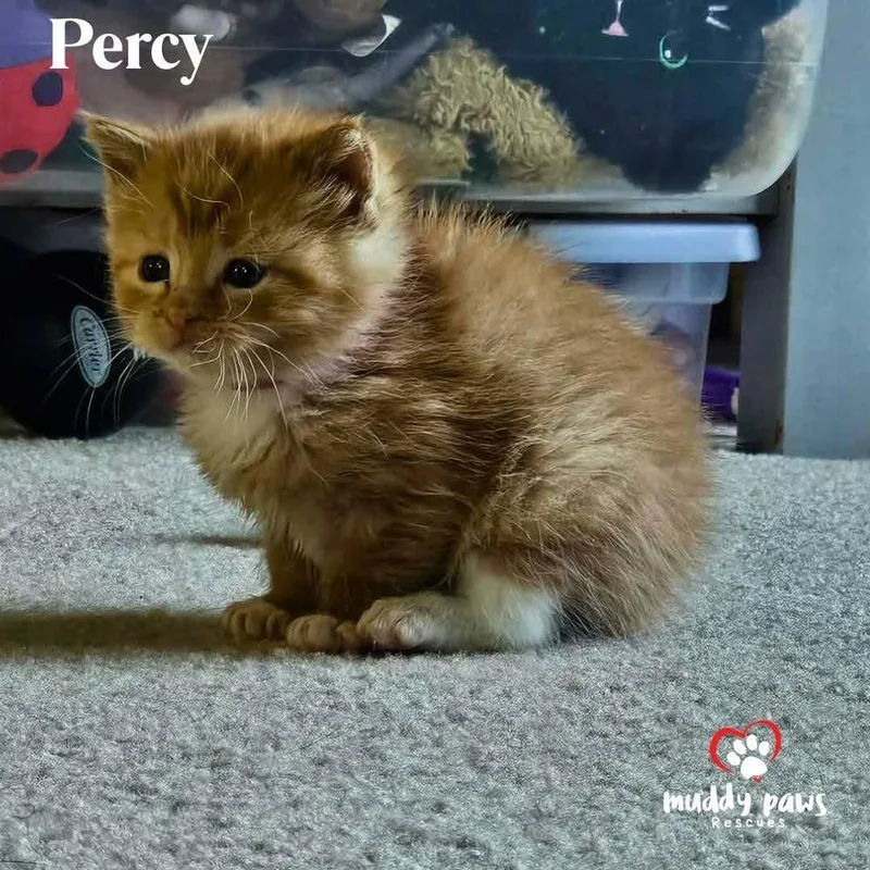 Tea Garden Litter: Percy