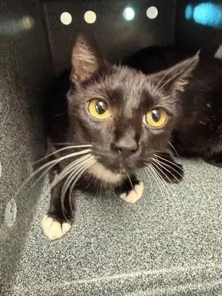 Pantera