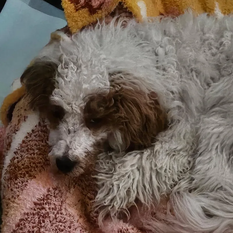 Mini Goldendoodle thumbnail 2