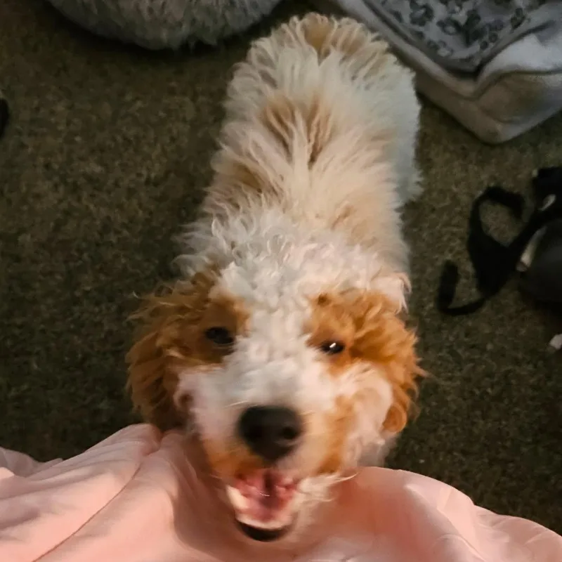 Mini Goldendoodle thumbnail 3