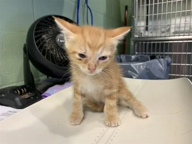 A baby small-sized male Domestic Short Hair cat named Truffle for adoption in Grand Prairie, TX