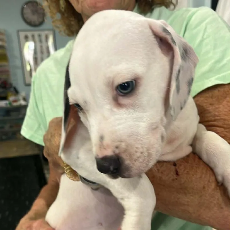 A baby medium-sized male White / Cream Beagle dog named Logan for adoption in Seminole, FL