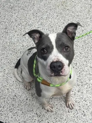 An adult large-sized male Pit Bull Terrier dog named Perry for adoption in Atlanta, GA