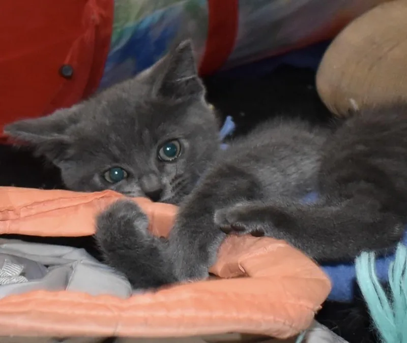 A baby small-sized female Gray / Blue / Silver Domestic Short Hair cat named Pearlie for adoption in Silverton, OR