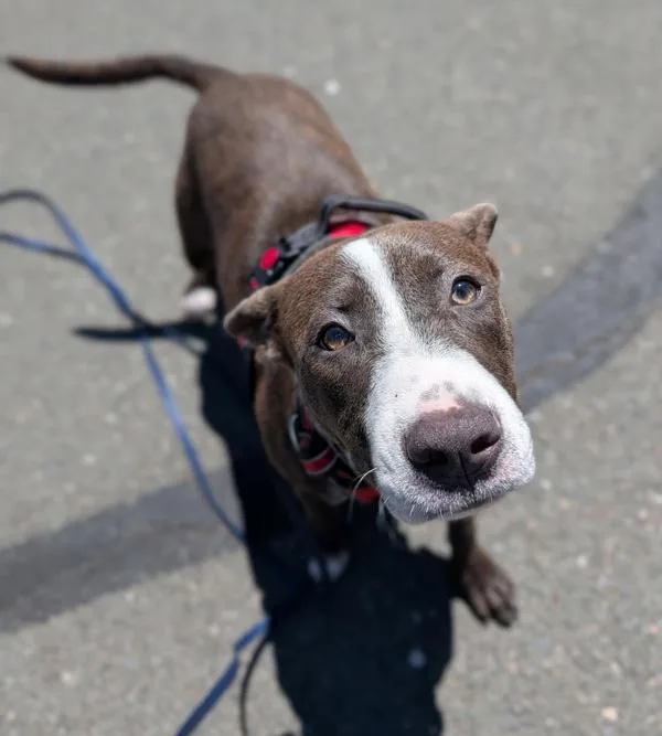 A young medium-sized female Pit Bull Terrier dog named Seabear for adoption in Healdsburg, CA