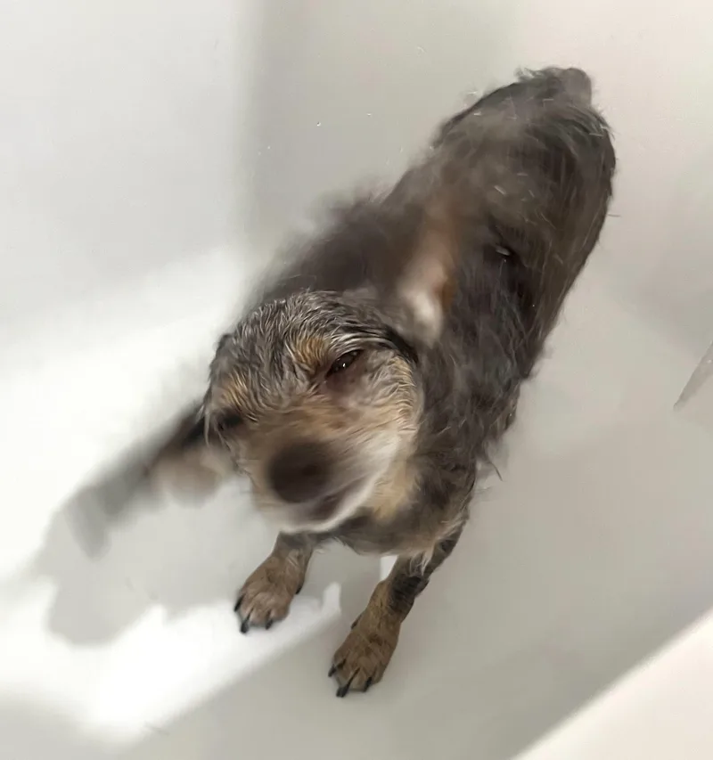 Theodora thumbnail 3