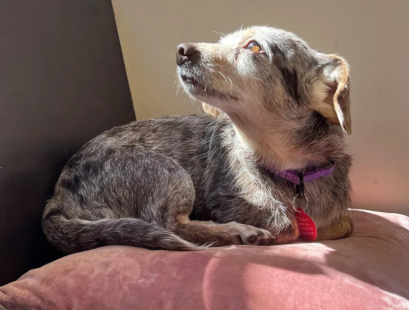 Theodora thumbnail 4