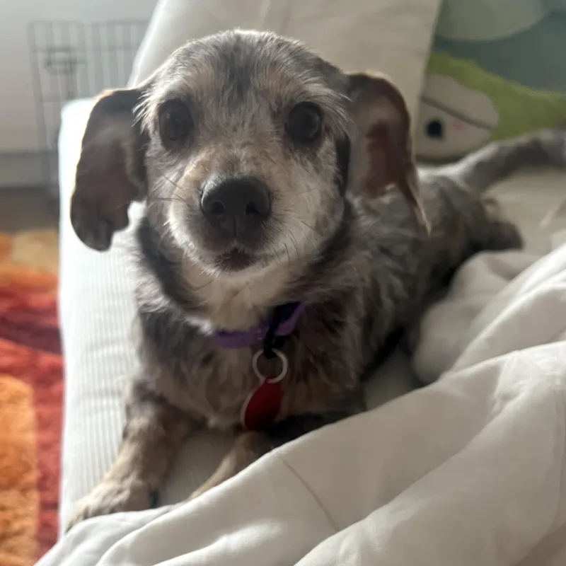 Theodora thumbnail 6