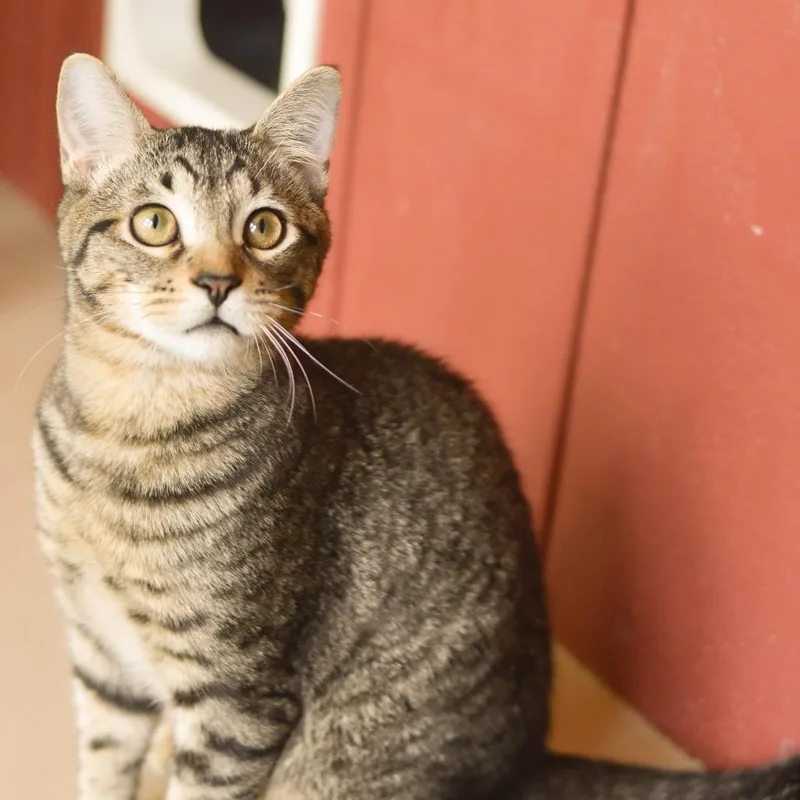 A young medium-sized male Brown / Chocolate Domestic Short Hair cat named Ulu for adoption in Kailua Kona, HI