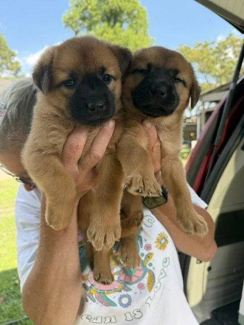 A baby medium-sized female Shepherd dog named Sahara and Samara for adoption in Union Beach, NJ