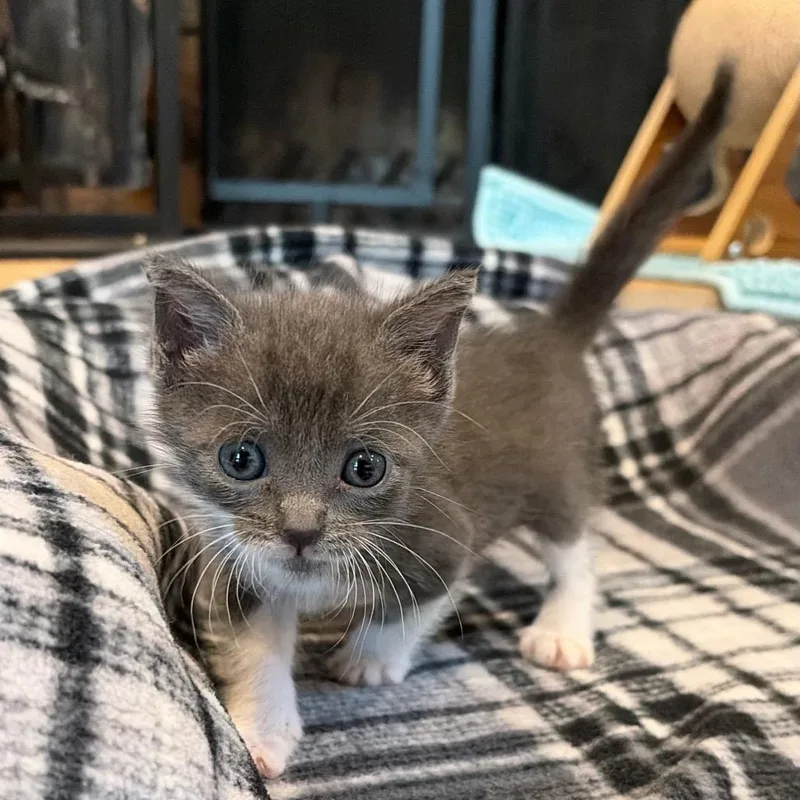 A baby small-sized female Gray / Blue / Silver Domestic Short Hair cat named Maleficent for adoption in Westminster, CA