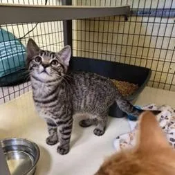 A baby small-sized female Brown / Chocolate Domestic Short Hair cat named Reba for adoption in New York, NY