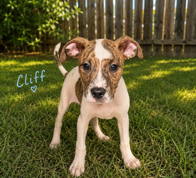 A baby medium-sized male Boxer dog named Cliff for adoption in Carmel, NY