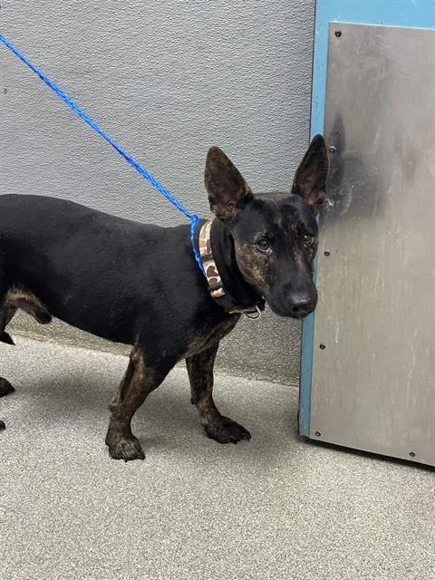 A young small-sized male Bull Terrier dog named Buko Pandan for adoption in Las Vegas, NV