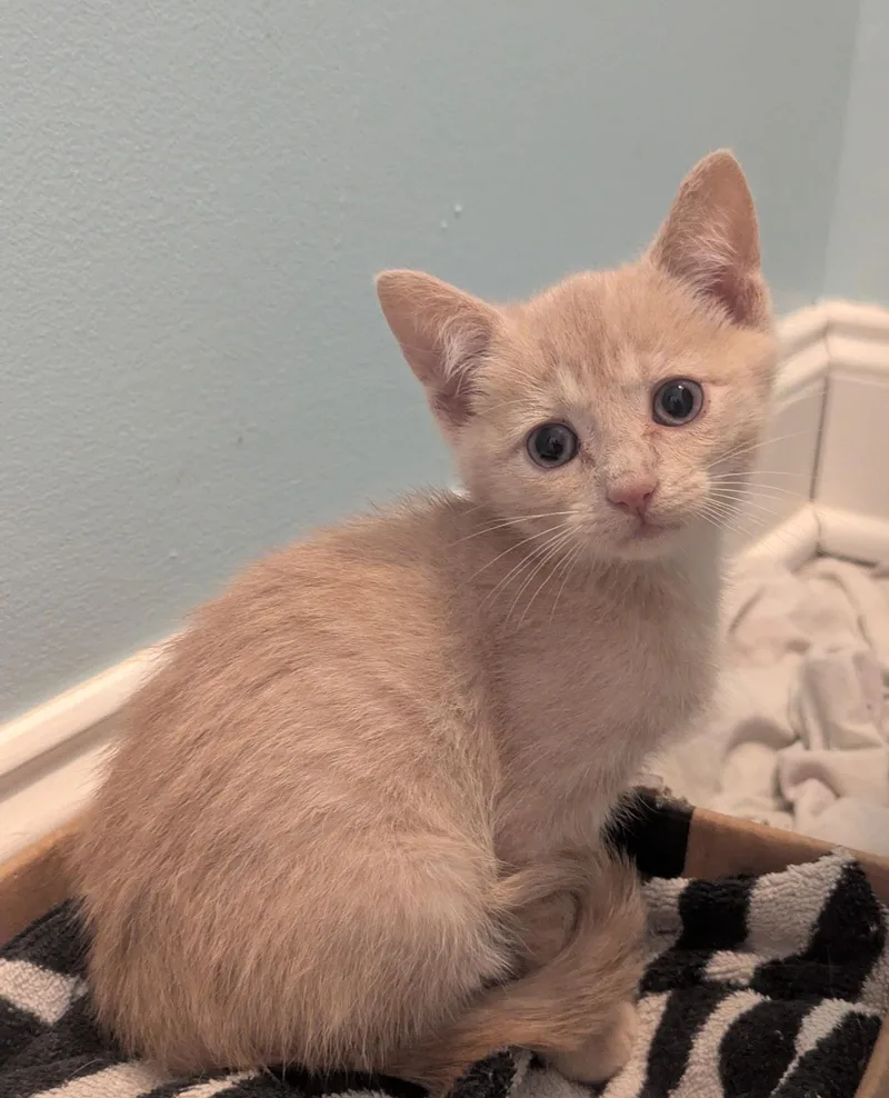 A baby medium-sized male Buff / Tan / Fawn Domestic Short Hair cat named Peanut Butter for adoption in Greensboro, NC