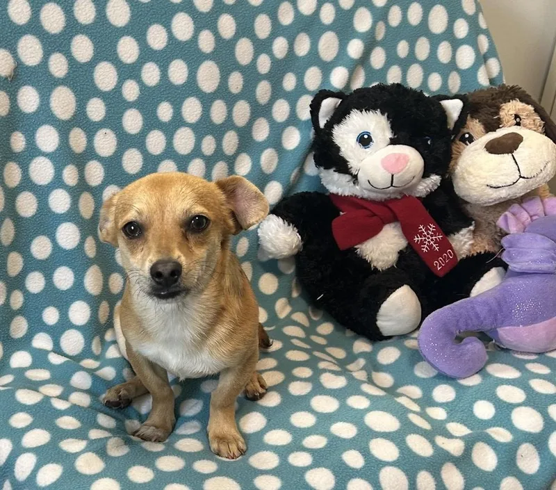 A young small-sized female Chihuahua dog named Carmelo for adoption in Cedartown, GA