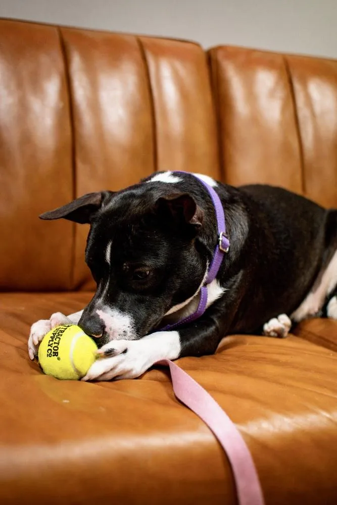 Penelope thumbnail 5