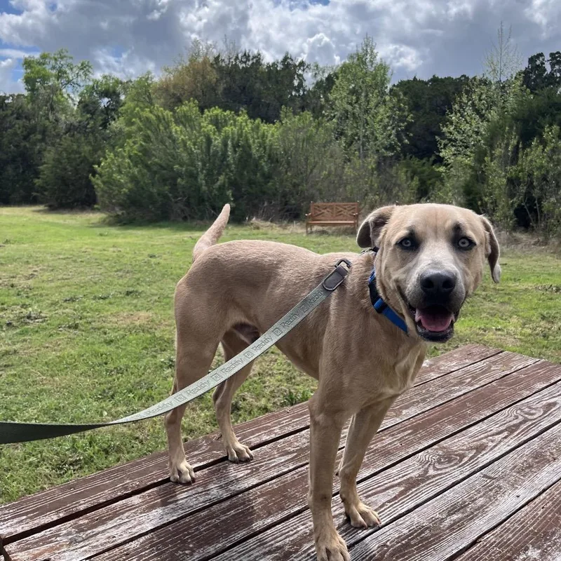 An adult large-sized male Brown / Chocolate Black Mouth Cur dog named Sable for adoption in Kyle, TX