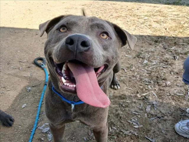 An adult large-sized female Pit Bull Terrier dog named Chula for adoption in Martinez, CA