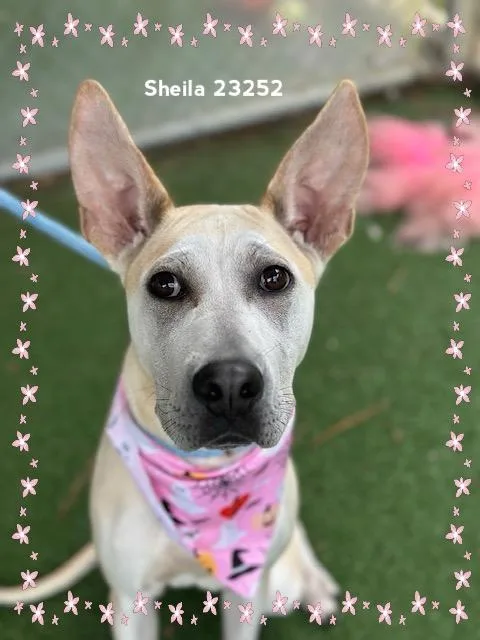 A baby large-sized female Great Dane dog named Sheila for adoption in Marietta, GA