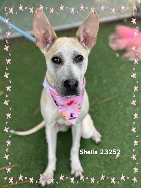 Sheila thumbnail 2