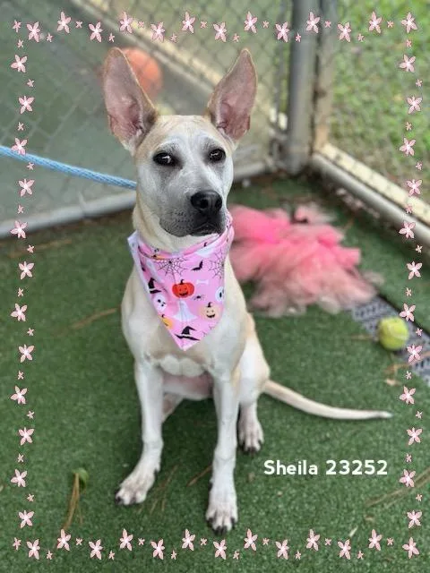 Sheila thumbnail 3