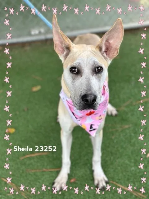 Sheila thumbnail 4