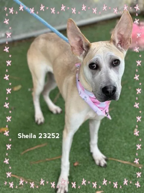 Sheila thumbnail 5
