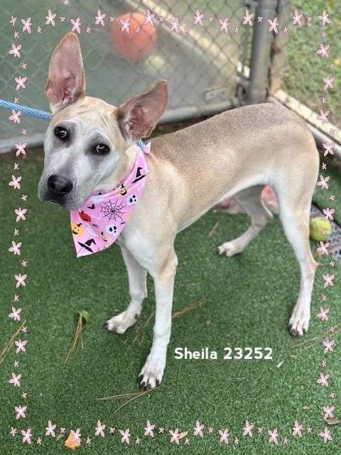 Sheila thumbnail 6