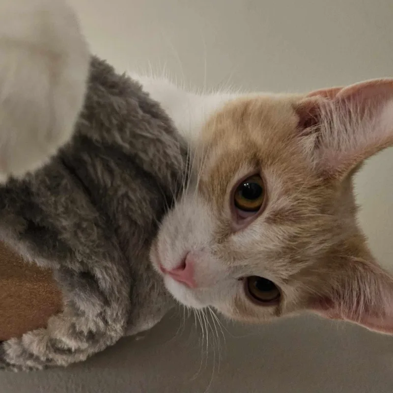 Butterbean thumbnail 2