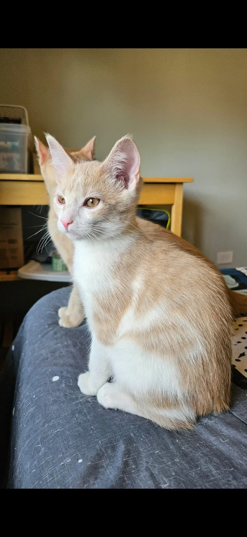 Butterbean thumbnail 3