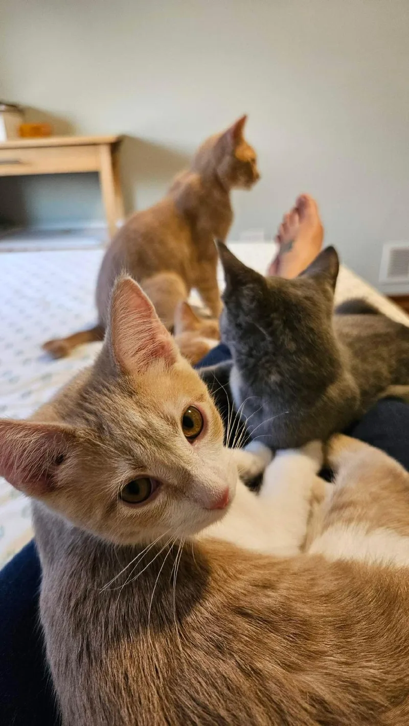 Butterbean thumbnail 4