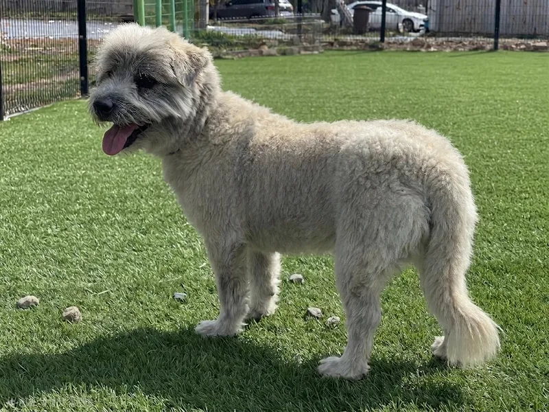 An adult small-sized male Gray / Blue / Silver Mixed Breed dog named Danny Great Companion  for adoption in Elma, WA