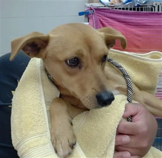 A young small-sized male Chihuahua dog named Xeno for adoption in Salinas, CA
