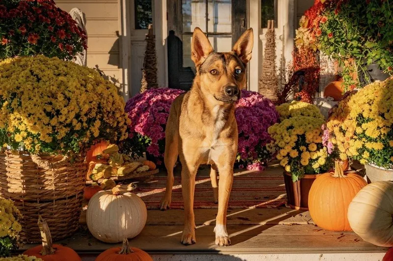 Samantha thumbnail 2