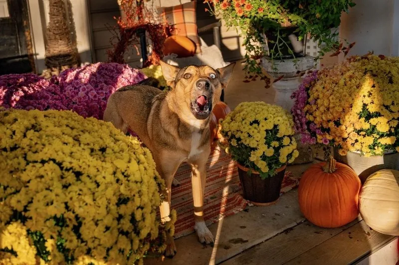 Samantha thumbnail 4