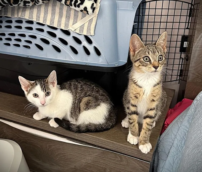 A baby medium-sized male Domestic Short Hair cat named Coon and Boots for adoption in Brooklyn, NY