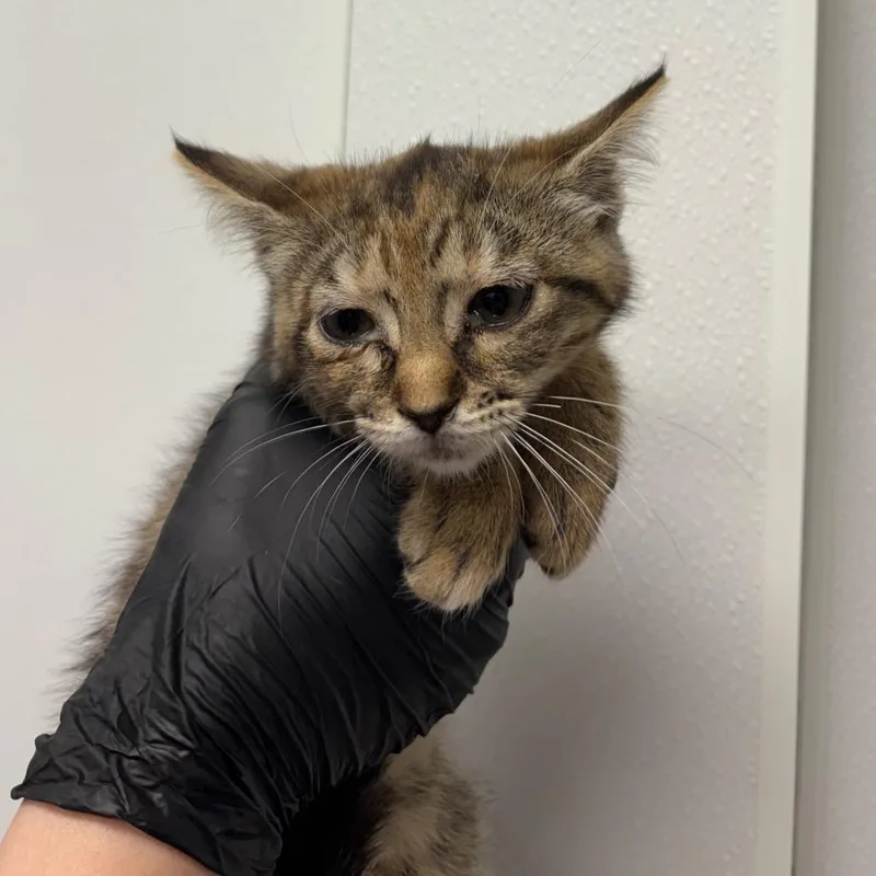 A baby small-sized female Brown / Chocolate Domestic Short Hair cat named Leek for adoption in Abilene, TX
