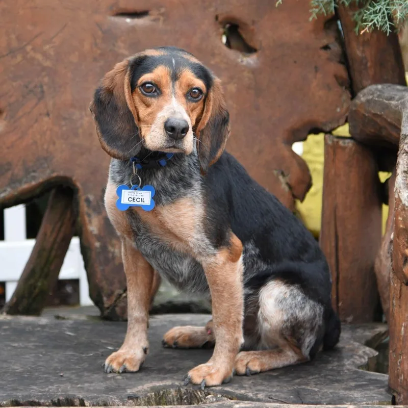 An adult small-sized male Black Beagle dog named Cecil for adoption in Wake Forest, NC